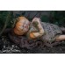 UGU doll kit sculpted by Claire McIlwaine - IN STOCK UGU doll kit sculpted by Claire McIlwaine - IN STOCK